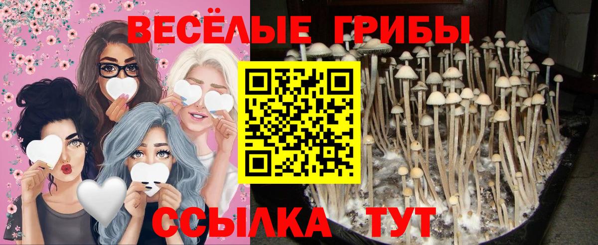 Псилоцибиновые грибы мицелий  Вход с VPN  сколько стоит  Унеча 
